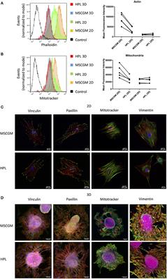 Influence of Platelet Lysate on 2D and 3D Amniotic Mesenchymal Stem Cell Cultures